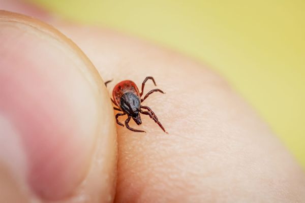 Les tiques détestent cette odeur naturelle : en mettre un peu sur les vêtements suffit pour éviter la piqûre