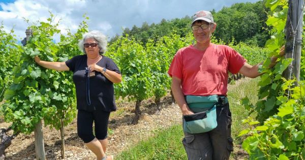 Beaune. Dans les pas des vignerons de la cave coopérative Nuiton-Beaunoy