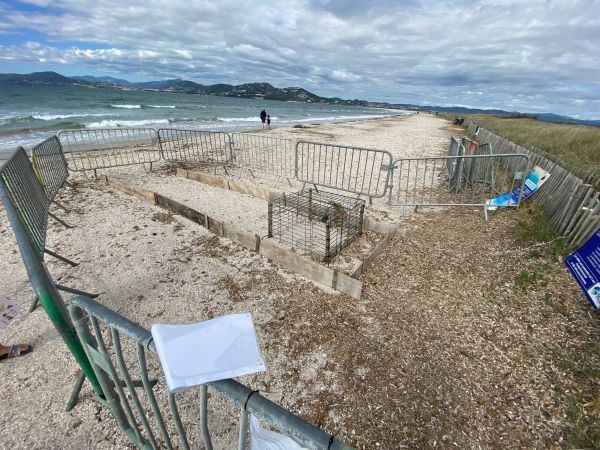 "Tous les acteurs de terrain sont en veille": les tortues caouannes attendues pour la ponte sur les plages d'Hyères