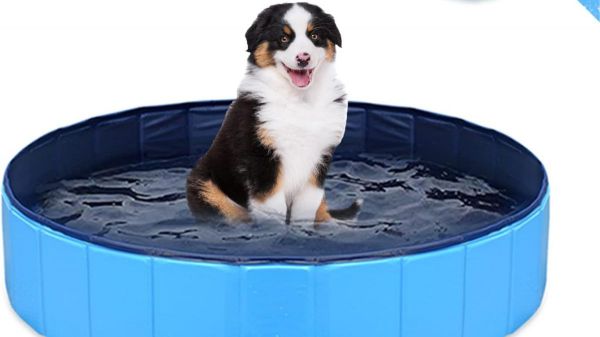 Rafraîchissez votre animal de compagnie cet été grâce à cette piscine !
