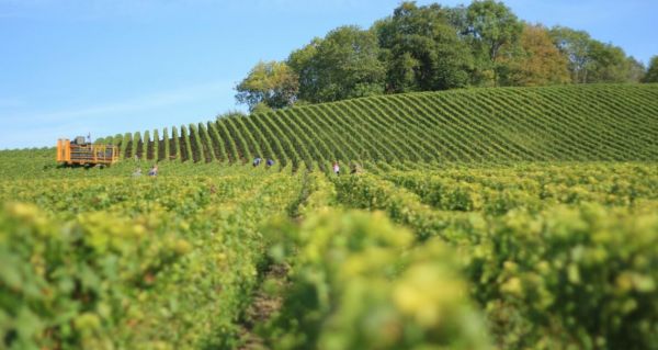 “2024, année terrible pour l’agriculture française” confirme l’Insee