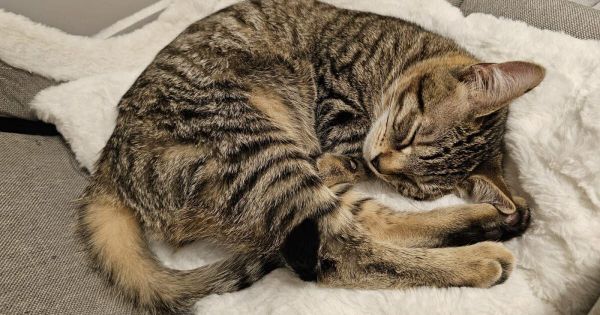 Animaux. Mais pourquoi la plupart des chats dorment-ils sur le côté gauche ?