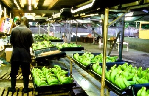 Bananes : les bons chiffres de la CDC et de la CDBM limitent la chute (-2%) des exportations camerounaises