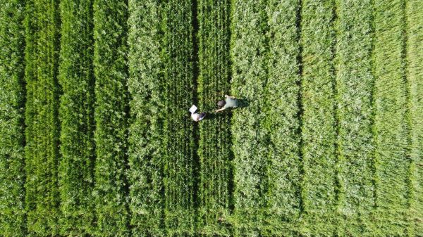 Sources de protéines, écologiques... Les légumineuses vont-elles retrouver le chemin des champs suisses?