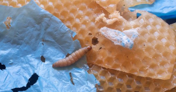Plasticentropy lève des fonds pour valoriser une enzyme capable de décomposer le plastique