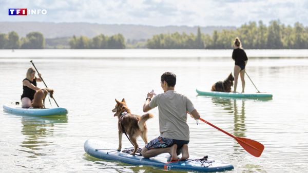 "Un vrai moment convivial" : et si votre chien vous amenait en vacances aux Canidays ? | TF1 INFO