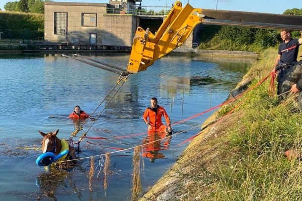 "Il a pris peur et est tombé dans le canal" : les pompiers portent secours à un cheval coincé dans l'eau
