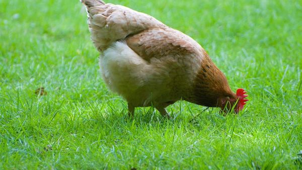 "Ça s'est passé un soir de semaine" : accusé d'avoir chanté trop fort, le coq Ricco a été mangé juste avant d'être jugé