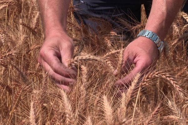 "Pour nous, c'est perdu" : pourquoi la canicule gâche la moisson de blé des agriculteurs