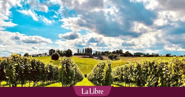 Les scientifiques craignent de voir remonter en Belgique la bactérie ayant tué des millions d'arbres dans le sud de l'Europe