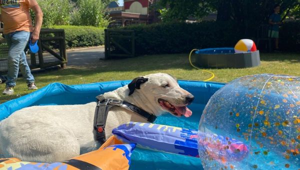 "C'est amusant" : En Belgique, le parc d'attractions Bellewaerde ouvre ses portes aux chiens