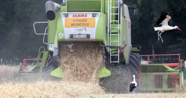Witternheim. Les moissons alsaciennes naviguent entre canicule et orages