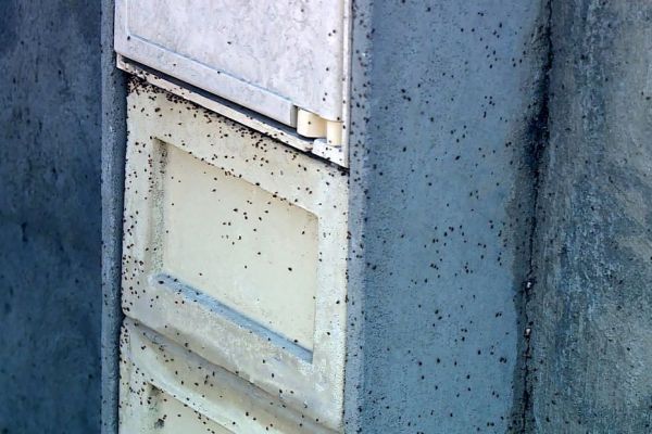 "Ces bêtes ne sont pas gênantes mais curieuses", des insectes non identifiés ont envahi un quartier d'une grande ville du sud