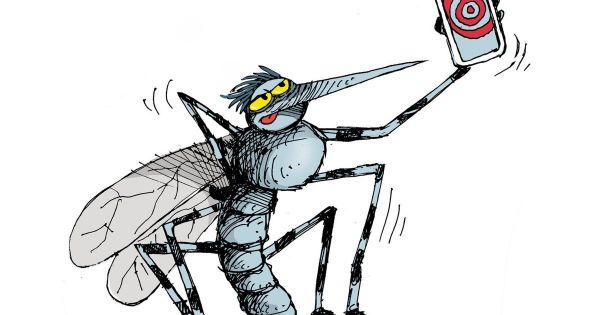 Ils larguent des moustiques par hélicoptère pour sauver les oiseaux chanteurs
