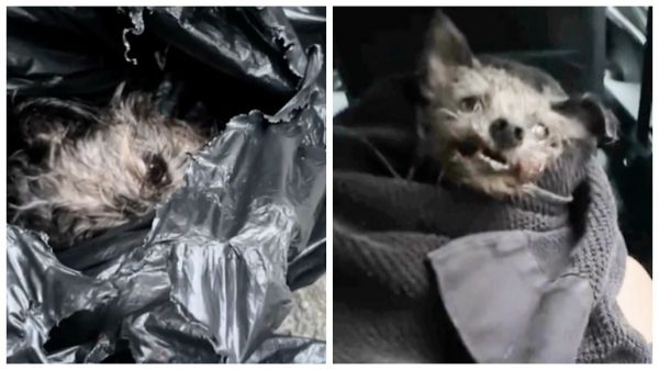 Elle trouve un chien avec la mâchoire brisée, enfermé dans un sac-poubelle jeté dans une benne à ordures