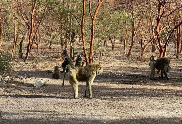 Tchad - Tourisme / Les babouins de Zakouma : Des rencontres insolites et divertissantes au cœur du parc national