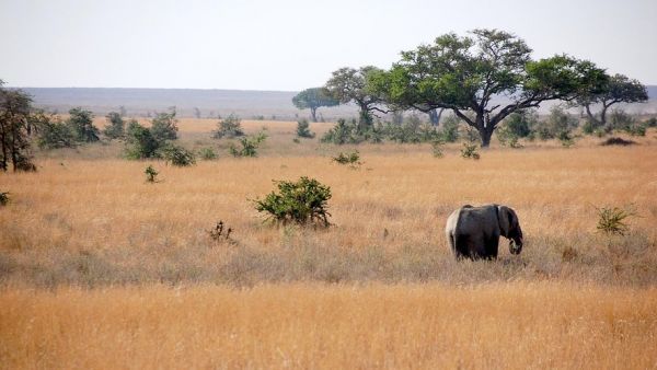 Alors qu'elles sont en train de faire un safari à pied, un éléphant les attaque et tue les deux touristes