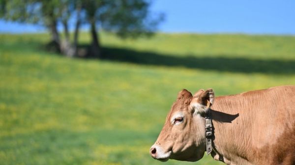 Bovins : quatre nouveaux foyers de dermatose nodulaire contagieuse suspectés en Savoie