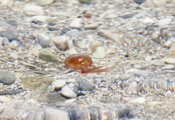 Les méduses sont partout en cette première semaine de juillet: voici la liste des plages concernées dans les Alpes-Maritimes et le Var