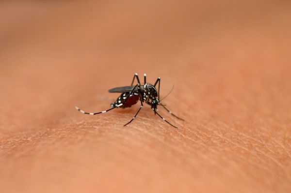 Cas autochtone de Chikungunya en Gironde : les mesures prises par l'ARS de Nouvelle-Aquitaine