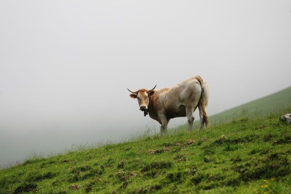 Poursuivi par une vache, un randonneur coincé sur un pylône électrique dans les Pyrénées