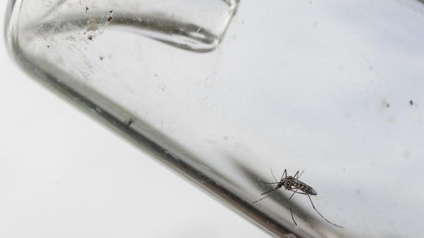 Qu'est-ce que la « météo des moustiques », innovation de la commune de Billère (64) pour lutter contre le tigre ?