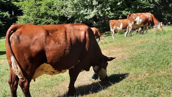 Savoie : la préfecture suspecte quatre nouveaux foyers de dermatose nodulaire contagieuse, maladie qui touche les vaches