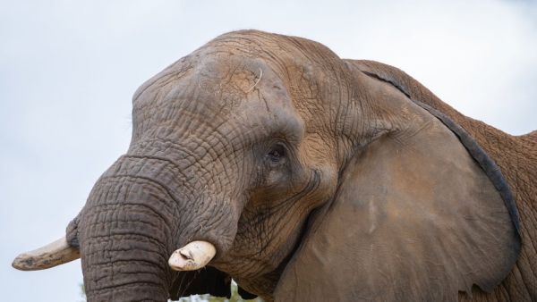 Le safari vire au drame : un éléphant tue deux touristes sous les yeux impuissants des guides