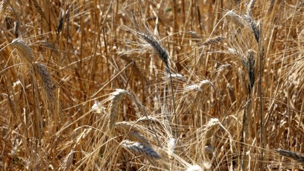 La Fête de la moisson d'antan revient pour une 6e édition non loin des lavandes de Valensole