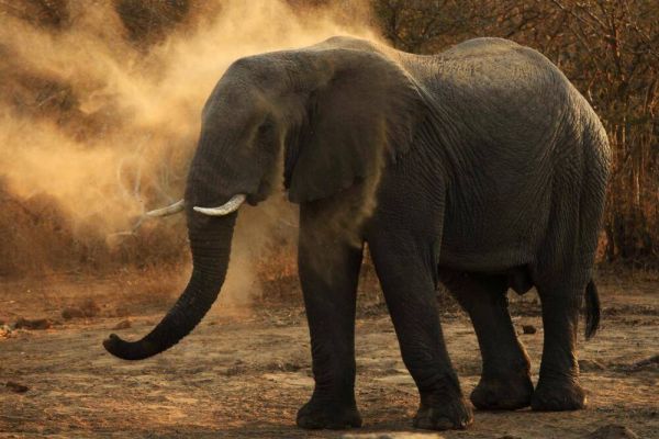 Le safari tourne au cauchemar : deux touristes tuées par un éléphant dans un parc national en Zambie