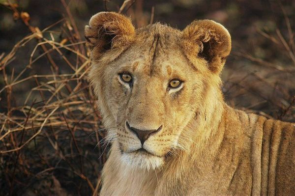 Un lion domestiqué s'échappe et attaque une femme et ses deux enfants dans une rue animée, la scène capturée en vidéo