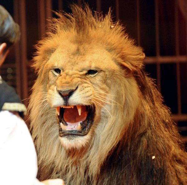 Un lion en cavale saute sur une femme et deux enfants, trois suspects « amusés de le voir attaquer » arrêtés