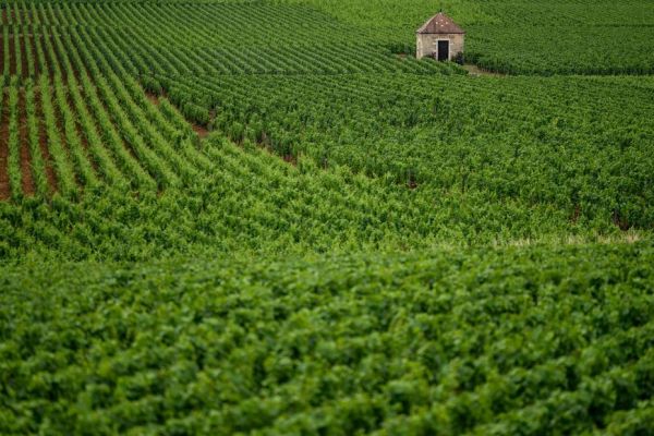 Dix ans des Climats de Bourgogne : "c'est difficilement mesurable" mais les professionnels du tourisme estiment que la fréquentation a augmenté