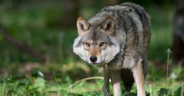 Hautes-Alpes. Les représentants de l'élevage claquent la porte du comité : "les Hautes-Alpes ne sont pas une réserve à loup”