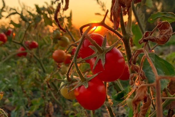 Arroser les tomates le soir, seul, en silence, et se réconcilier avec le monde