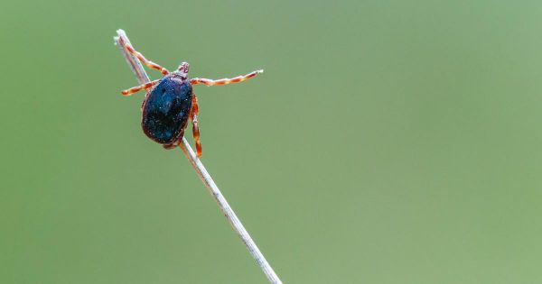 La Turquie saisie par la panique des tiques porteuses d'un virus potentiellement mortel