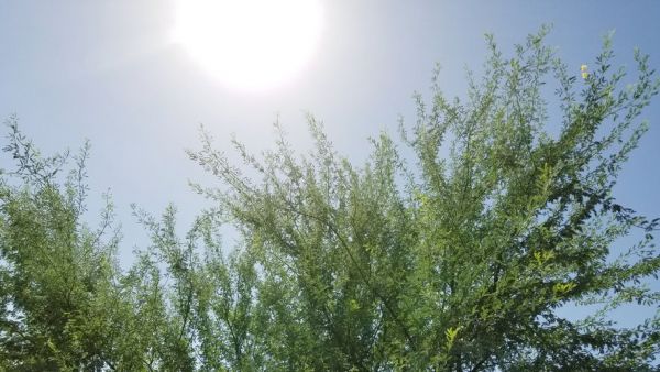 Alerte canicule : 14 départements toujours en orange, les fortes chaleurs vont-elles se poursuivre tout le week-end ?