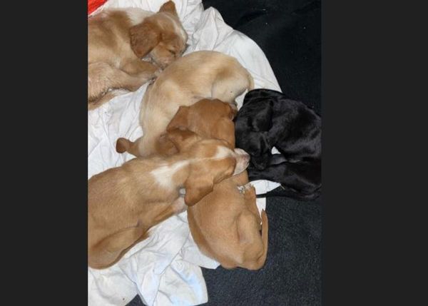 Champniers : six chiots abandonnés à proximité de l'aéroport