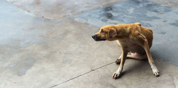Décès au Maroc: Une touriste suisse meurt après avoir été griffée par un chien errant