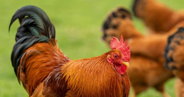 Isère. Le coq Ricco chantait trop fort selon elle : la voisine qui se plaignait condamnée pour préjudice moral