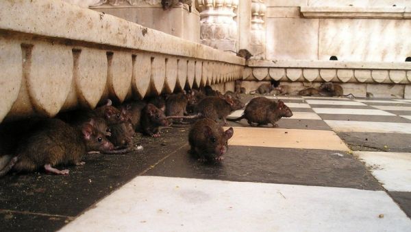 "J'ai sorti 15 rats de ma piscine en un mois"... Infesté depuis des semaines, ce village catalan veut se débarrasser de ses affreux envahisseurs