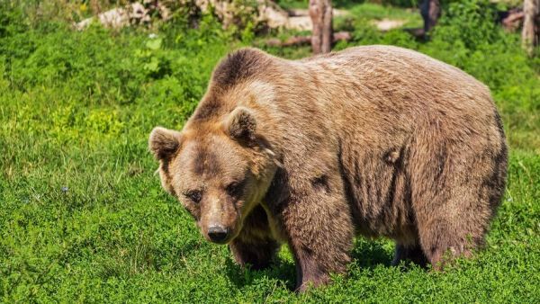 La bête l'a entraîné dans un ravin escarpé à 80 mètres plus bas : malgré son casque et ses protections, un motard tué après avoir été massacré par un ours