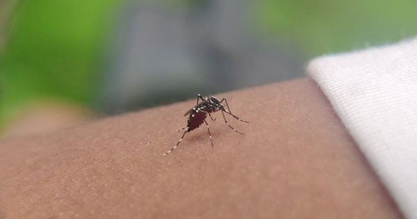 Un enfant de 5 ans touché par le chikungunya dans l'Hexagone, comment reconnaître les symptômes ?