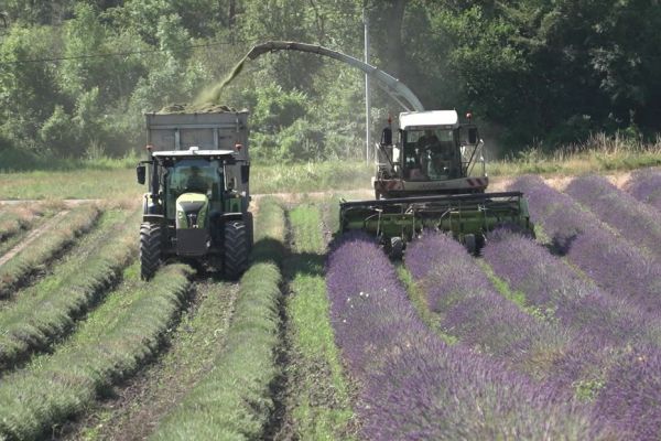 "Ça peut sécher très vite, ça peut brûler sous les plastiques", canicule précoce : les conséquences sur l'agriculture