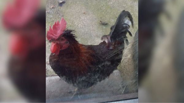 La voisine accusait le coq Ricco de chanter trop fort dans sa basse-cour : elle a été condamnée pour le préjudice moral causé à ses propriétaires