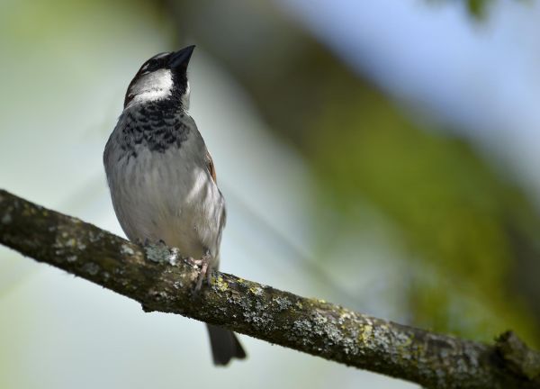 Une balade acoustique avec la LPO et les oiseaux de Paris