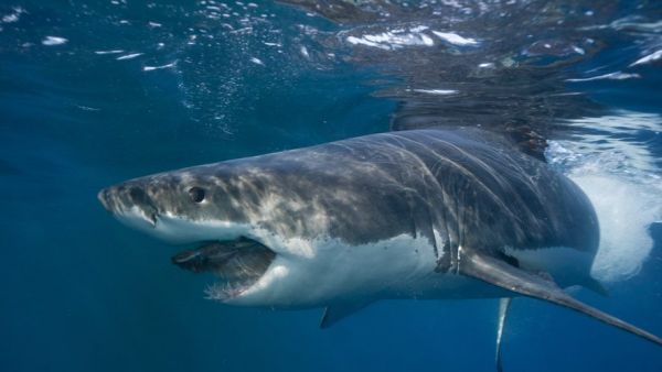 Un requin blanc de 750 kg surveillé de près par les scientifiques près des côtes américaines