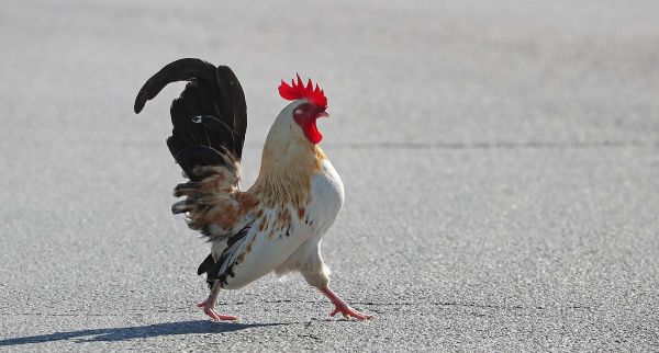 « Ricco avait le droit de chanter » : la voisine qui se plaignait des chants du coq condamnée pour préjudice moral
