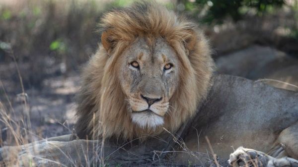 Un lion en cavale attaque une femme et deux enfants dans la rue au Pakistan