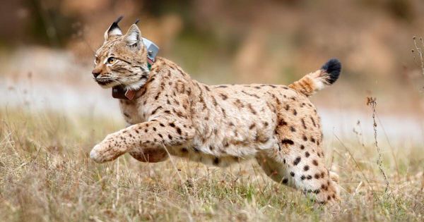 Faune sauvage. Suivi du lynx dans les Vosges et le Jura alsacien : où sont les femelles ?